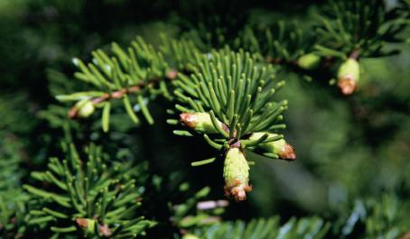 Om Sweco kunder inom Skogsbranschen Bergvik Fiskarheden Holmen Karl Hedin Korsnäs Mellanskog Moelven Norra skogsägarna Norrskog PC-Skog