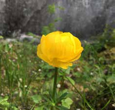 Vilda blommornas dag Söndag 18 juni kl. 11.00 Blomstervandring i Naturum Tåkerns omgivningar. ARRANGÖR: Föreningen Östergötlands Flora och Naturum Tåkern KONTAKT: Kjell Antonsson 0144-102 73, kjell.