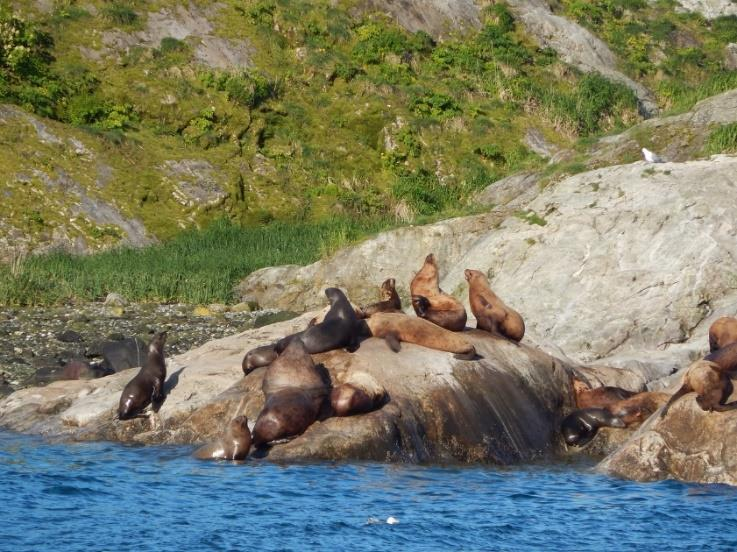 marint liv. Vi passerar Five Fingers fyrhus och en sjölejonkoloni. Ofta är de lekfulla och visar upp sina akrobatiska konster. Så småningom når vi pittoreska vikar med skogar som är gröna året om.