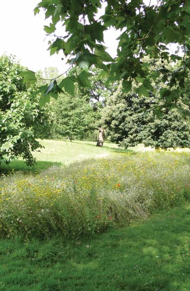 Utseende Grönska En kvalité som bör eftersträvas i parken är en växling mellan mer täta områden av grönska och mer öppna områden.