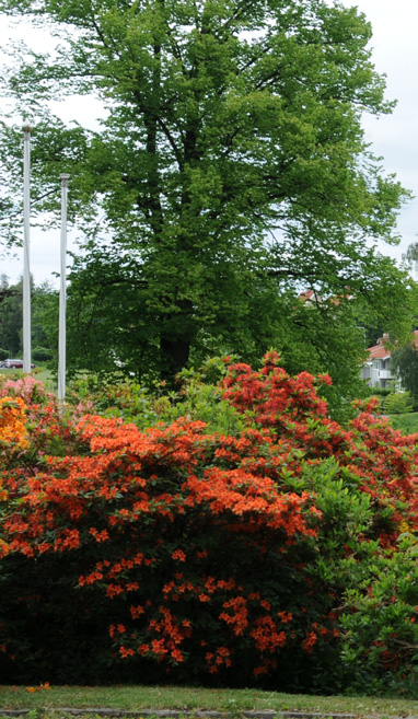 03 Uppdraget Laholms kommun har en ny stadspark som ritats av Peter Gaunitz. Parken strävar till att stimulera våra sinnen med dofter, färger och ljud.