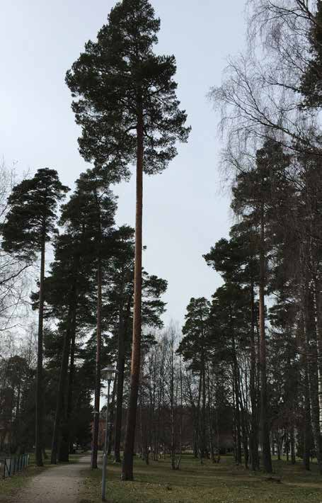 SKOGEN NÄRA SKOLAN För närvarande pågår ett planarbete som syftar till att anlägga en ny skola och en idrottshall, där förskolan ligger idag.