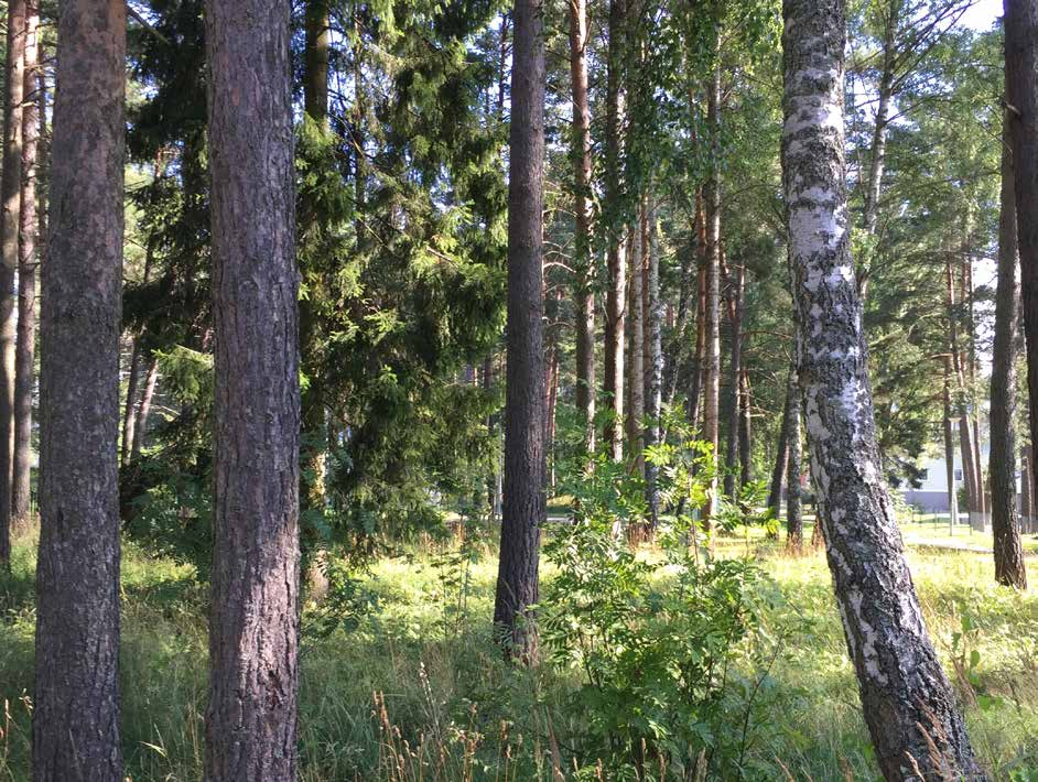 I skogen finns plats för den fria leken. För många barn blir det den första skog de möter.