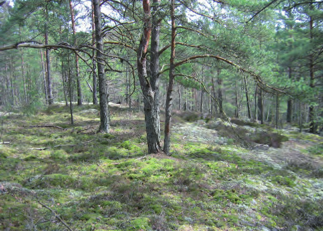 om Tokebacka (område 5) och ekskogen söder om Risa (område 20) fått klass 2.