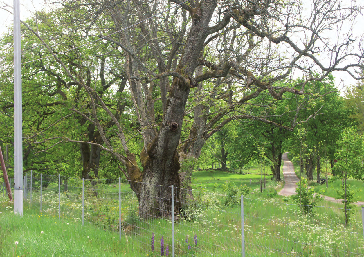 Vårgårda Algutstorp [KP 43] (Algutstorps sn) Motivering: Fornlämningsmiljö vars rika innehåll speglar odlingslandskapets bebyggelse och agrarhistoriska förändringar ända från bronsåldern.
