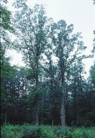Skogsskadeinventering av bok och ek har genomförts vid tre tillfällen, 1988, 1993 och 1999, i Skåne, Halland och Blekinge.