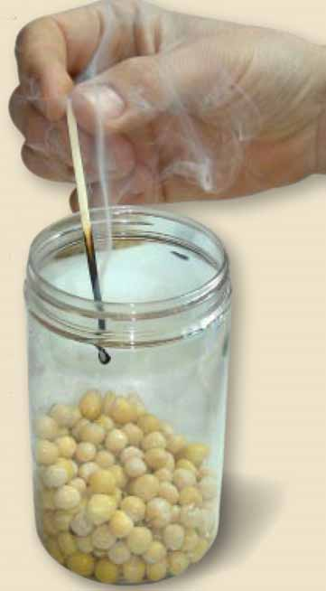 Ca ½ dl gula ärtor läggs i en tätslutande glasburk. Tillsätt ca 1 dl vatten. Sätt på locket och se till att det sluter tätt.