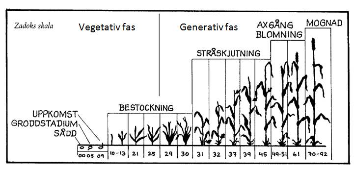 2. BAKGRUND 2.1 Höstvetets utveckling Höstvetets utveckling delas upp i vegetativ respektive generativ utvecklingsfas (Kirby och Appleyard, 1984; Åfors et al.