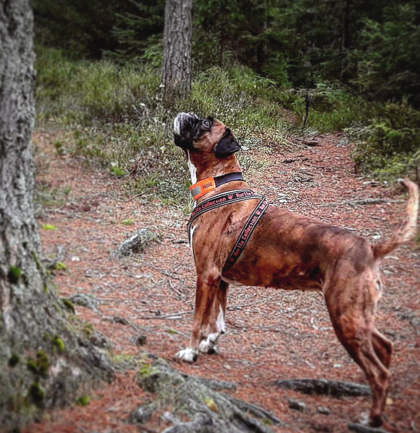 Litteraturstudie Subaortastenos hos hund Subaortastenos är en av de vanligaste medfödda hjärtsjukdomarna hos hund och vissa större hundraser är predisponerade.
