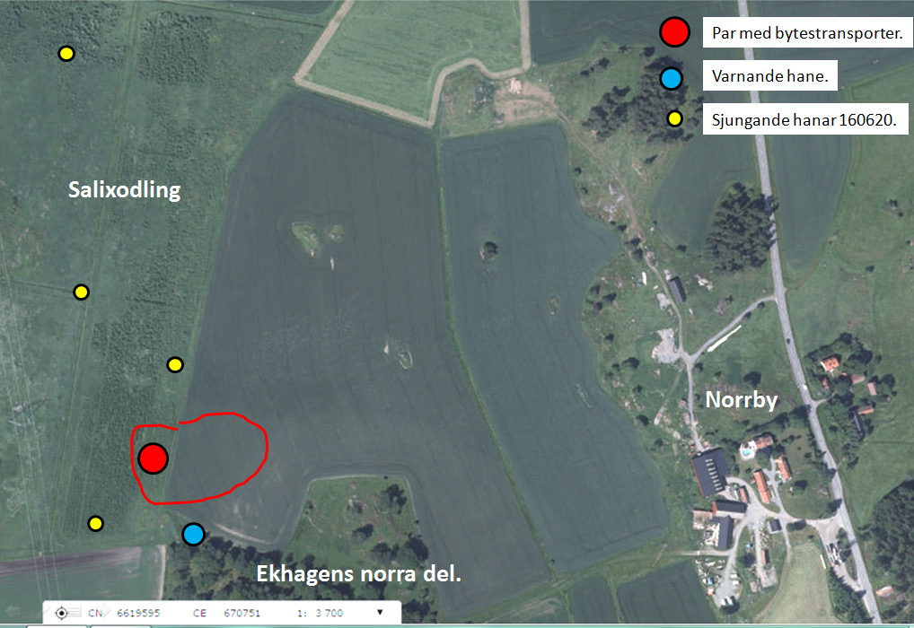 Uppföljning av häckningsframgång Häckningsframgången i de revir där det under inventeringen påträffades par eller fåglar med mat i näbben kontrollerades vid besök i mitten av juni.