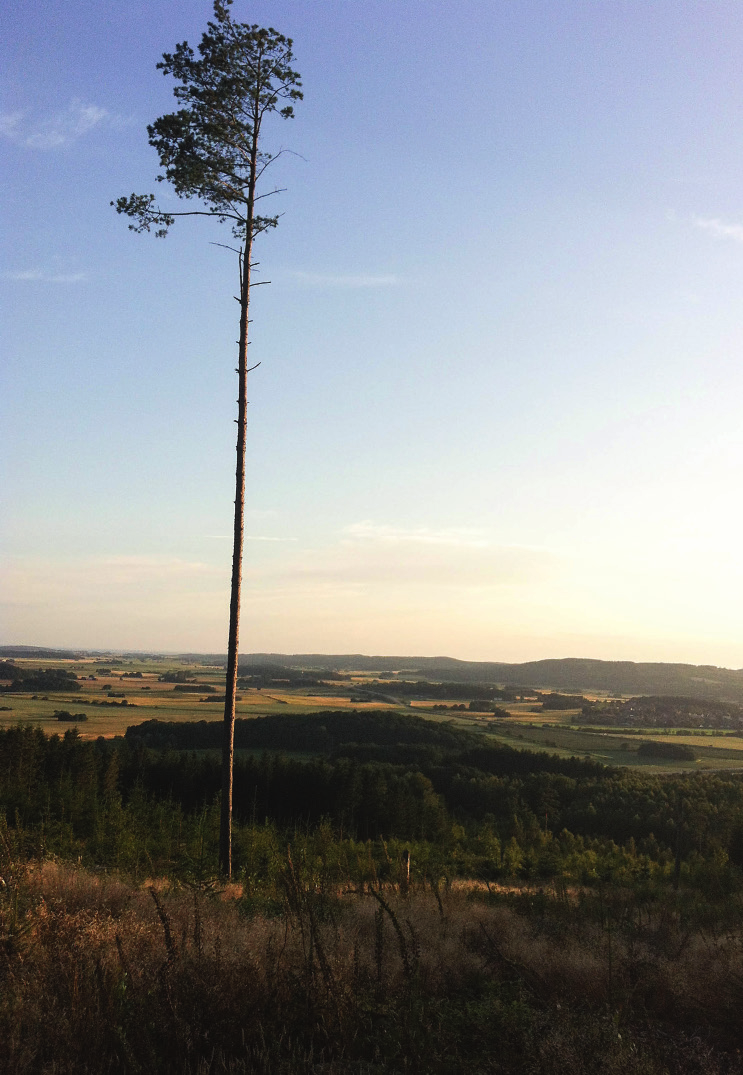 3 Skog och skogsmark