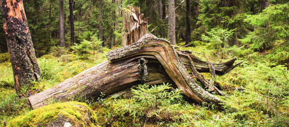 3 Skog och skogsmark Forest and Forest Land 3 att upptäcka och mäta och som dessutom kan vara systematiska, dvs. drar åt ett håll, t.ex. mätfel, läsfel osv.