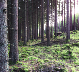 3 Skog och skogsmark Forest and Forest Land Uppgifter om virkesförråd och tillväxt redovisas i tabellerna och figurerna 3.8 3.14b. I tabell 3.10 och 3.