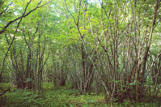 5 Skogens mångfald och skydd Forest Diversity and Protection 1 2 3 4 5 Tabell 5.9 redovisar antal och areal Natura 2000-områden per län enligt habitat- och fågeldirektivet. I tabell 5.