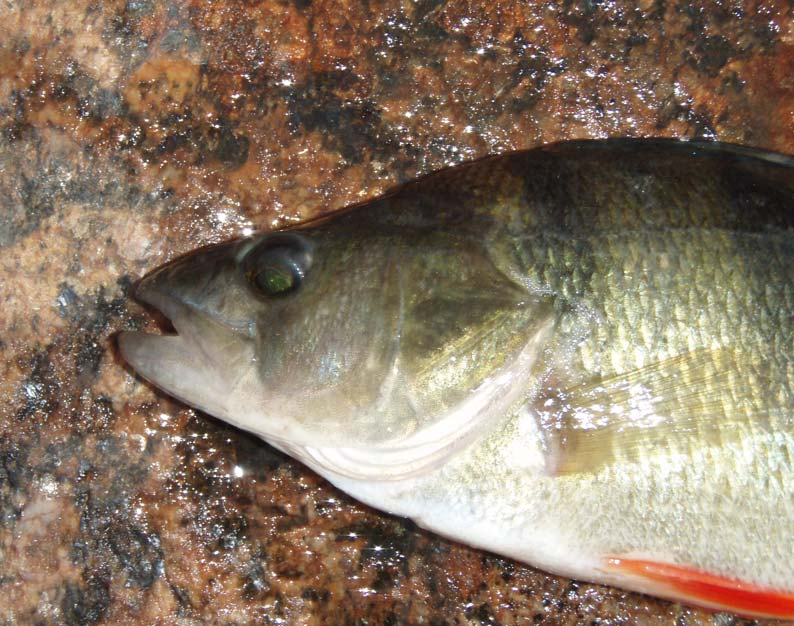 Fångsten styrs av fiskedjupet På sensommaren, då provfisket genomfördes, är vattenmassan i sjöar ofta starkt temperaturstratifierad dvs. uppdelat i temperaturskikt.