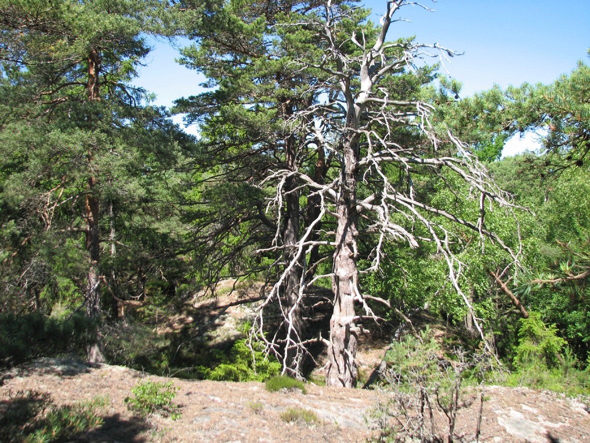 DELOMRÅDE 10: Hällmarkstallskog på berget sydväst om leklandet I delområdet förekommer kala hällmarkspartier och hällmarkstallskog.