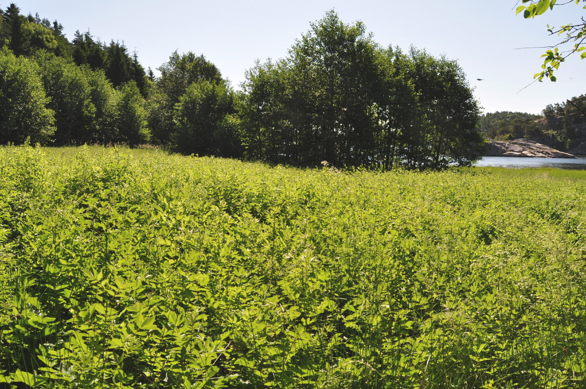 Fig 19. Fuktäng med älggräs i delområde 22. Foto: Tore Mattsson.