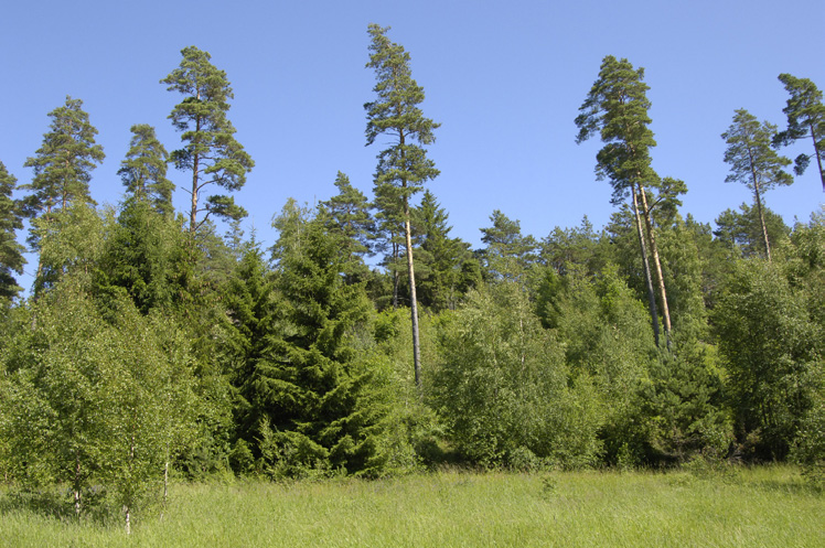 Foto: Lars-Harry Jenneborg. DELOMRÅDE 34 - Bergshöjder i öster Fig 29. Skogsbrynet i delområde 34 mot våtmarken i väster. Foto: Lars-Harry Jenneborg.