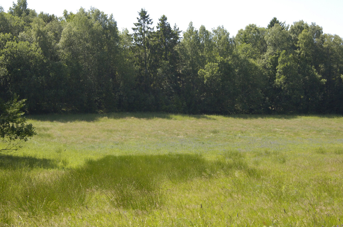 DELOMRÅDE 36 - Ängsmark i norr Fig 32. Ängsmarken med skogsbryn i delområde 36. Foto: Lars-Harry Jenneborg. Skogsbrynet mot berget i väste utgörs av lövdominerad blandskog.