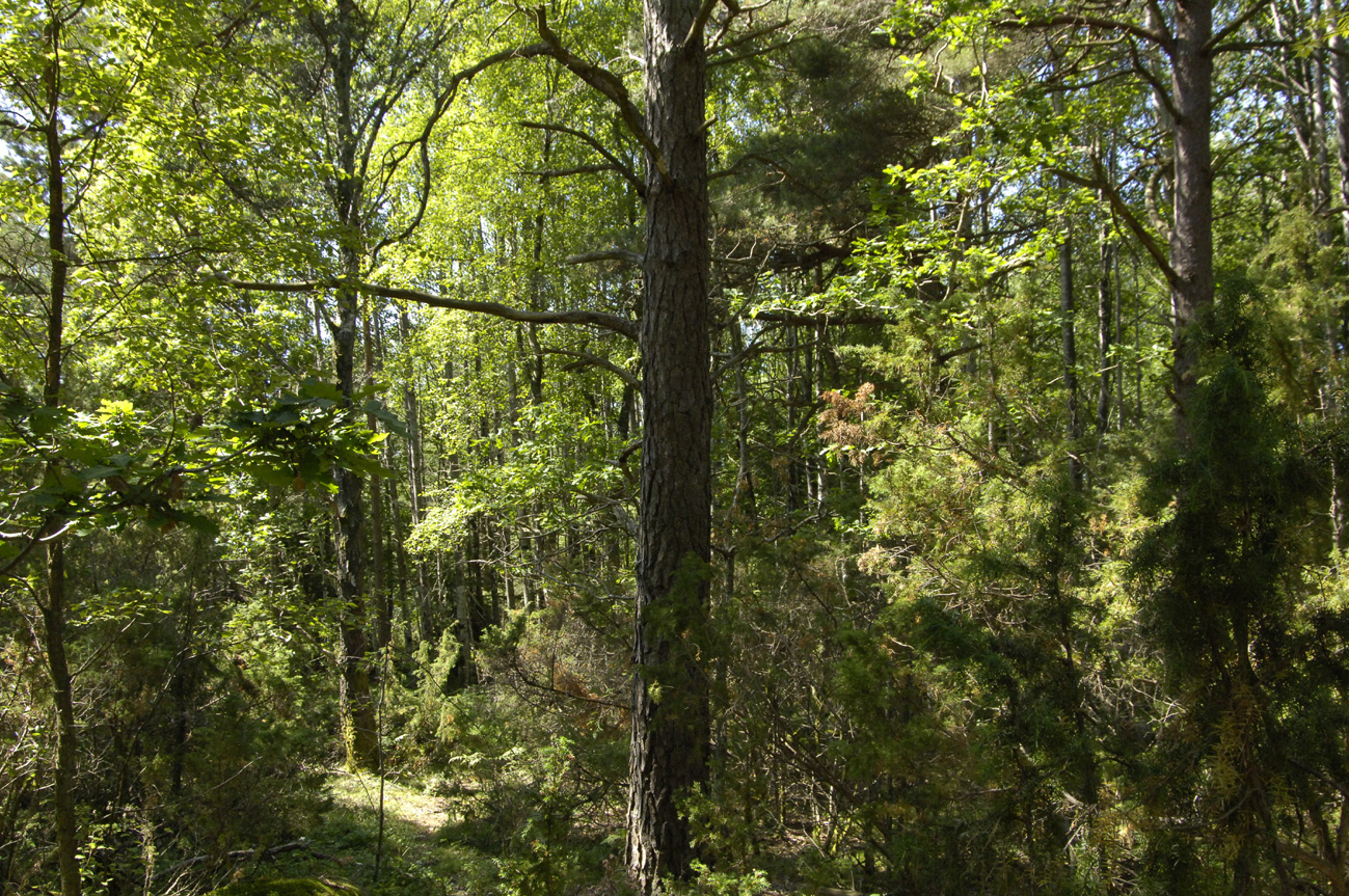 Naturvärdesbedömning: Delvis naturvärde baserat på ängsvegetation med förekomst av luddvicker. DELOMRÅDE 37 Sänka mellan berg Fig 34. Blandskogen i delområde 37.