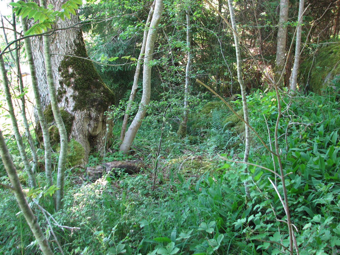 3.1.1 DELOMRÅDEN DELOMRÅDE 1 - Skogsbryn med ädellövskog och kalkgynnad flora Fig 4. Skogsbryn med ask, olvon och ormbär mm.