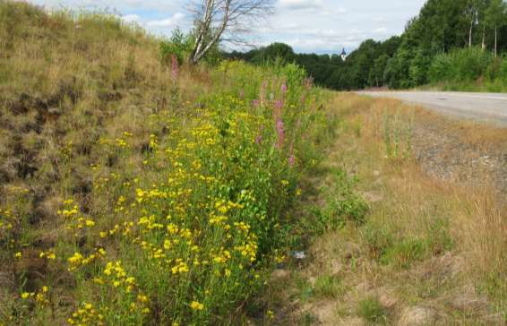 ID 527-1 Kommun Sida av vägen Längd (m) 150 Bollebygd Naturvärde Klass 2 Västra, ytterslänt Flora Flockfibbla 3, rallarros 2, strätta 2