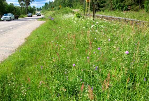 1610-1: Mycket blomrika ytterslänter mellan vägen och järnvägen. Stora bestånd av åkervädd där flera honor av väddsandbi sågs. Längs sträckan finns ett av inventeringens största bestånd av åkervädd.