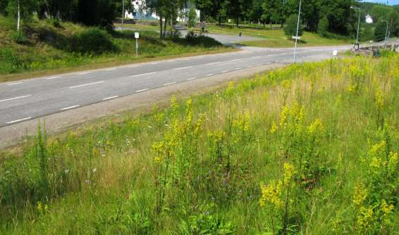 O 1657-1 Stommen Större ytterslänter med rik blomning av främst flockfibbla. Öster om vägen ansluter en blomrik kulle med kyrkoruin där både guldsandbi och långhornsbi observerades.