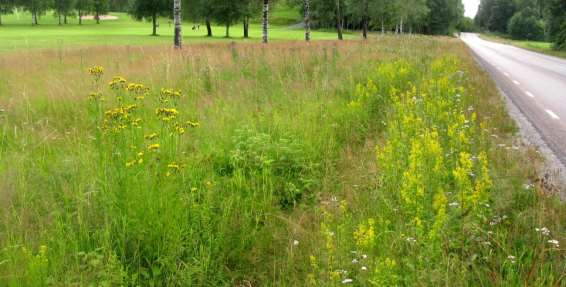 1758-2: Ytterligare blomrikare vägkanter i anslutning till golfbana. I söder finns även rikligt med ängsvädd (1758-2b-o).