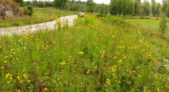 O 1773-1 Tuskered Blomrika vägkanter med rikligt med flockfibbla men även del åkervädd. Både guldsandbi och väddsandbi har tidigare noterats i de anslutande hagmarkerna vid Tuskered.