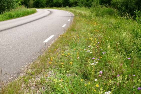 O 1818-1 Sjövik Blomrika innerslänter med gott om åkervädd och getväppling. Trots rikligt med åkervädd sågs inga väddsandbin.