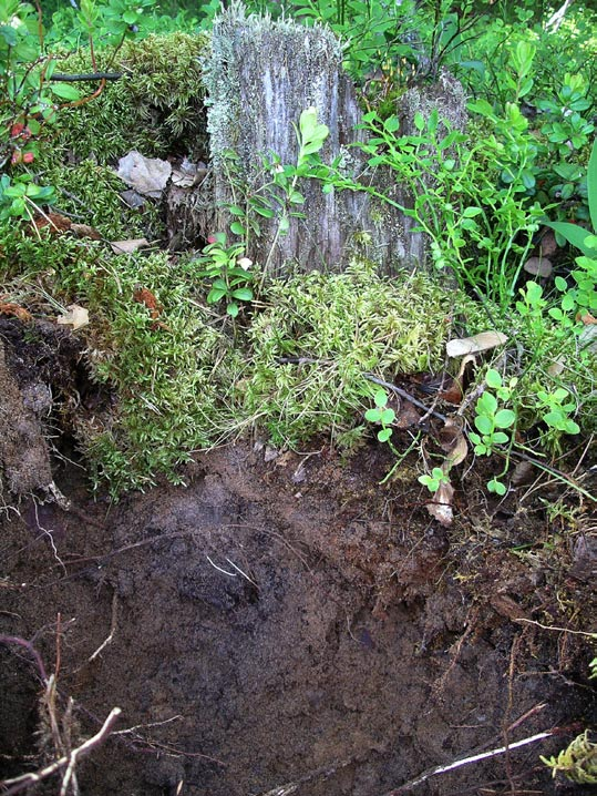 Ett myller av djur många syns inte men finns ändå... Vad händer om ingen äter upp allt dött material som hamnar på marken i en skog?