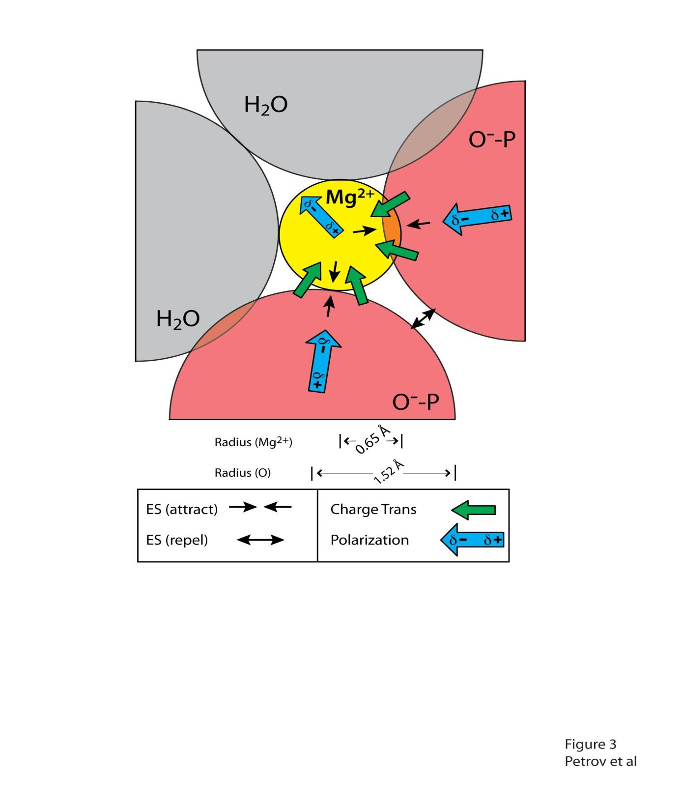 Mg(II) kan inkorporera syreatomer i