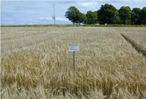 Fertiliser Ts-halt TS-halt ph Tot-N NH 4 -N P K Rötrest jämfört med mineralgödsel (9 kg total-n/ha) % kg per