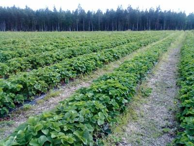 Krav på god jordbrukshävd och goda miljöförhållanden Ändringar 5/7 Nytt om skötseln av odlad jordbruksmark: Vid odling av jordgubbar, åkerbär och allåkerbär förutsätts det att det finns minst 15 000