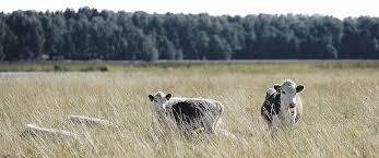 Avtal om skötsel av jordbruksnaturens biologiska mångfald och landskapet Vårdbiotoper och naturbeten Skötselåtgärderna kan omfatta betesgång, slåtter, lövtäkt, avlägsnande av främmande arter och