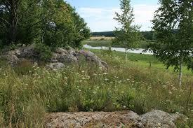 Ersättning för icke-produktiva investeringar Inledande röjning och stängsling av vårdbiotoper och naturbeten objekten ska utgöra livsmiljöer för en mångsidig flora och fauna, uppvisa ett sådant