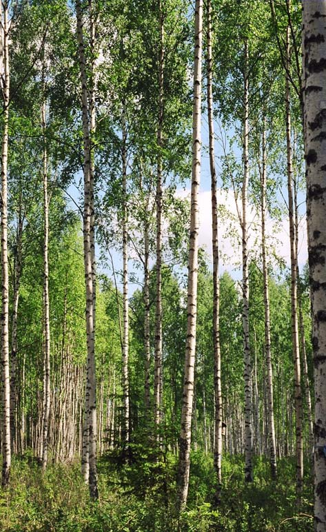 Klimataspekter på torvbruk Valt att återberätta delar av Näringsdepartementets