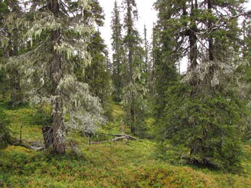 Områdets största värden är just den mångformighet och mosaik av gammal urskog, yngre lövbrännor (lövskog som vuxit upp efter skogsbrand) och stora, orörda våtmarkskomplex som kännetecknar området.
