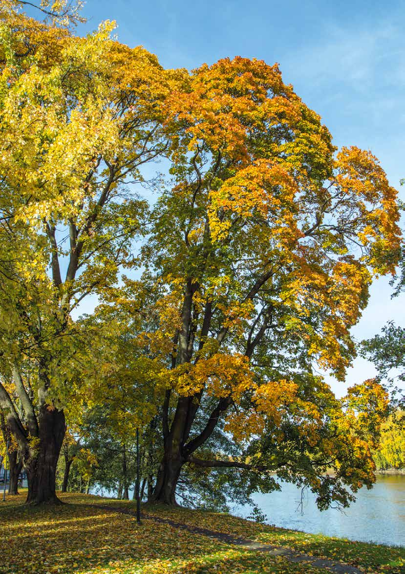 34 Naturvärden i bebyggd miljö: I parker, på kyrkogårdar och i gatumiljöer finns ofta gamla grova träd av ädla trädslag.
