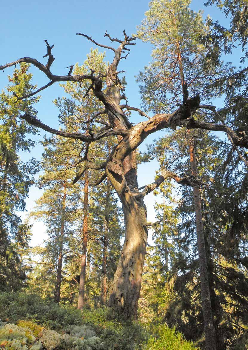 Levande skogar: Naturvårdsarbetet i Karlstads skogar kommer under den närmaste tidsperioden att vara inriktat på att skydda fler skogsområden, främst på kommunägd mark.