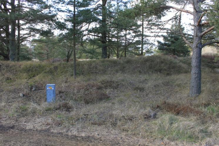 FÖRUTSÄTTNINGAR OCH FÖRÄNDRINGAR Natur Området är ett gammalt dynlandskap med inplanterad tall.