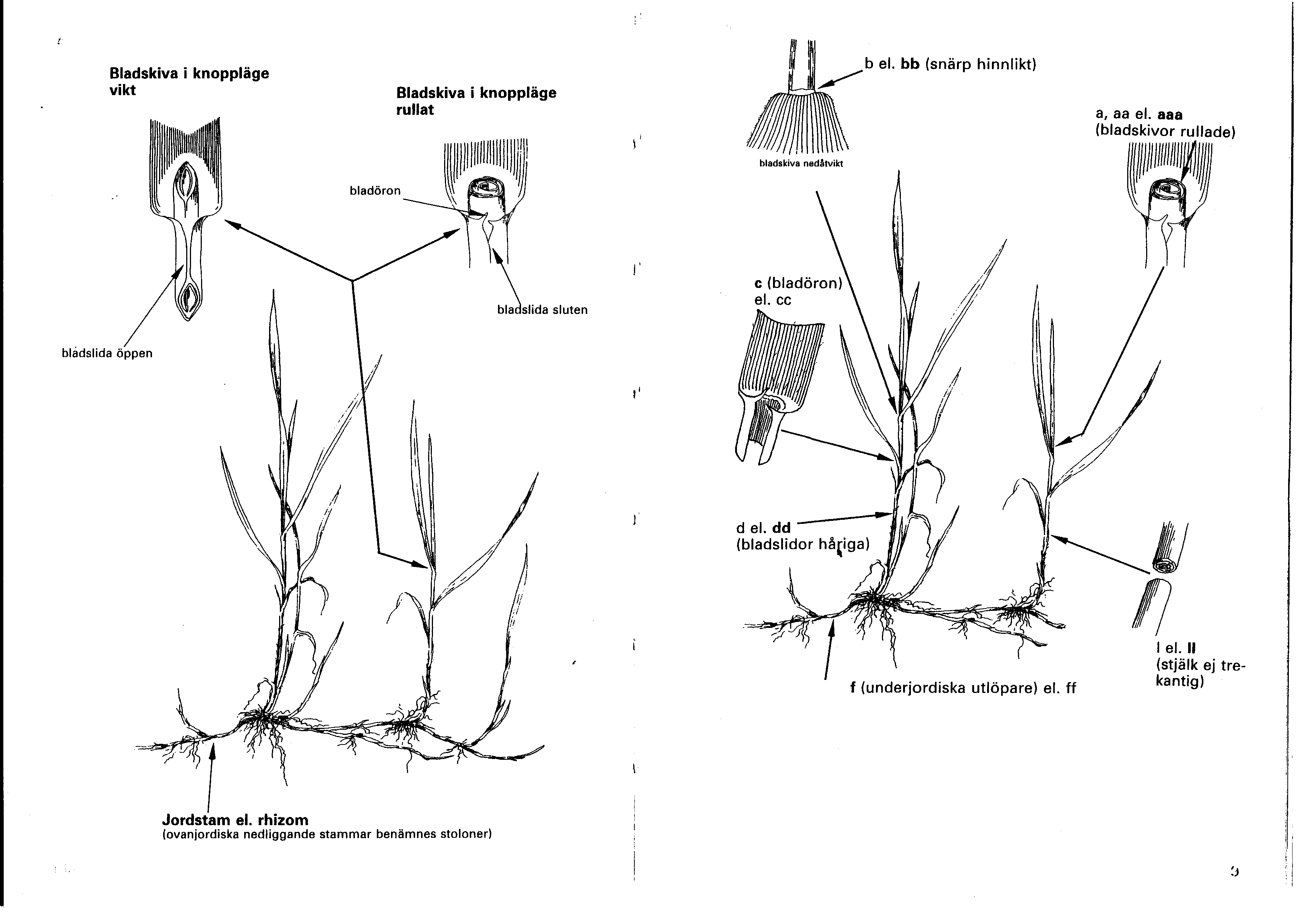 Bladskiva i knopplage vikt Bladskiva i knopplage rullat %-I/ b el. bb (snärp hinnlikt) a, aa el.