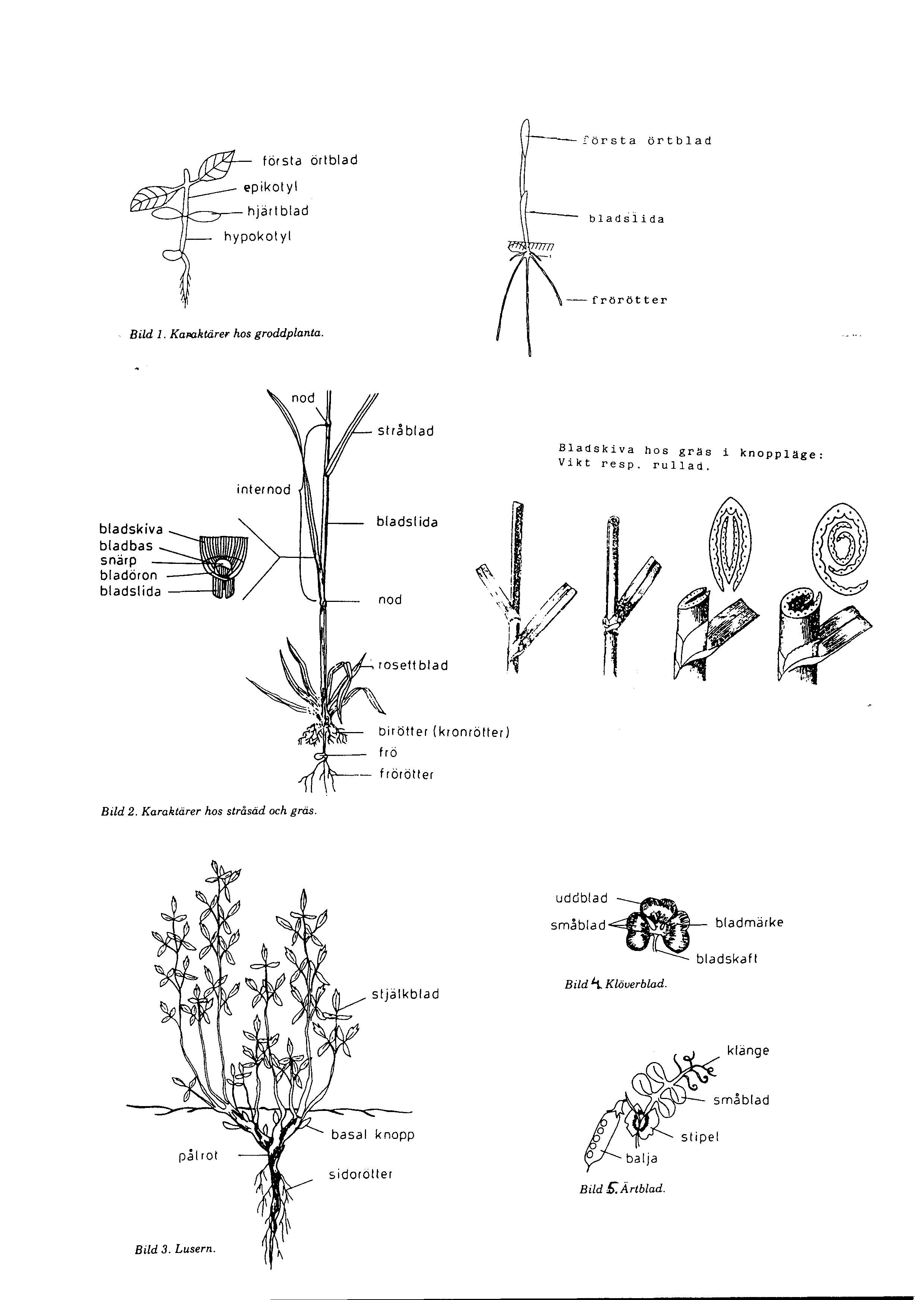 första ortblad första örtblad & hypokotyl bladsiida frörötter Bild 1. Kamklarer hos groddplanta Bladskiva hos gras i knopplage: Vikt resp.