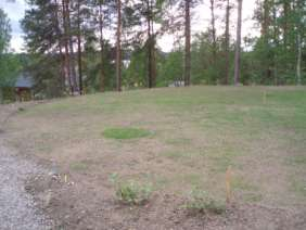 20 dagar efter sådd.