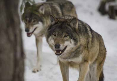 sid 5/5 Foto: madeleine lewander Uttalande från Svenska Jägareförbundets årsstämma i Örebro den 5 juni 2016 "Vargens påverkan på människors livsmiljö, näringar, vilt och jakt ökar i takt med att