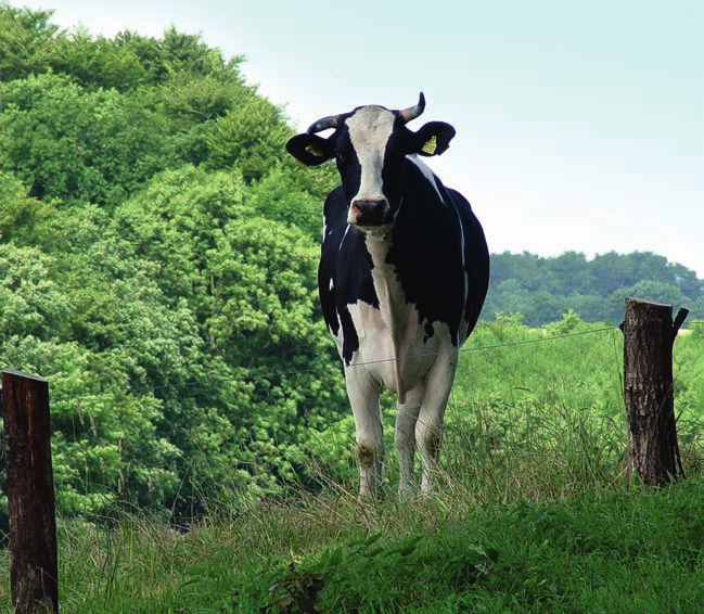 5 kg säckar: 70 säckar per pall 10 kg säckar: 60 säckar per pall Osmo Biologi Växt START 3-1-3 + 2 % Mg + 1 % Fe organi gödsel med tång, Mykorrhiza och bakterier godkänd för ekologi odling En