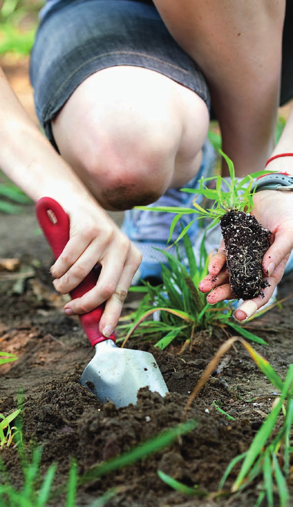 Används i köksträdgården och växthuset före sådd eller plantering samt före utläggning av rullgräs och vid sådd av gräs. Bio Växt START säkerställer god tillväxt och optimal trivsel.