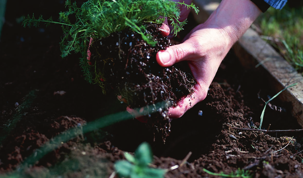 Planteringsjord Spagnum/kompost Osmo Allround Blomjord för inomhus- och utomhusbruk Blomjord färdig att använda Osmo Allround Blomjord (Basic) lämpar sig för blommor inomhus, i trädgårdar, på