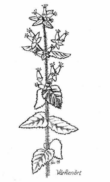 32 Daphne 1995 ronica persica, rödkörvel Torilis japonica, skuggnäva Geranium pyrenaicum, blåtåtel Molinia caerulea, stagg Nardus strida, stjärtmossa Pterygoneurum ovatum, tranmossa Trematodon